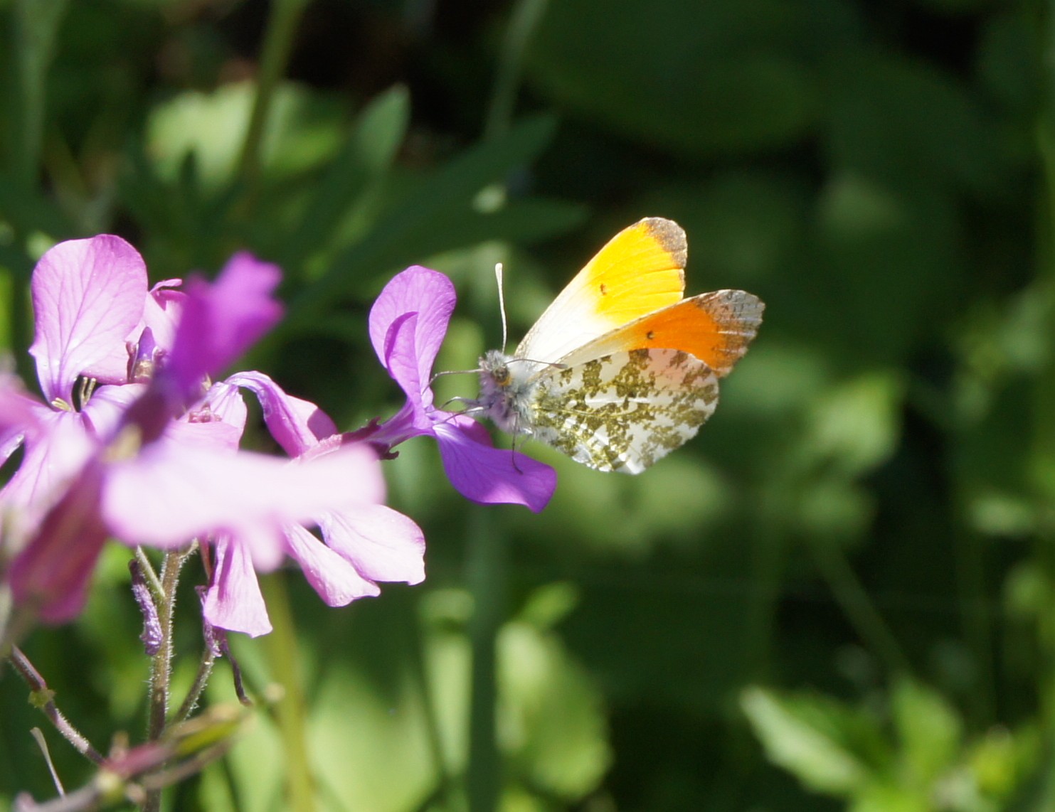 Un Aurore butinant une fleur